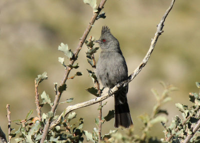 Phainopepla, Guadalupe Mts NP, Texas