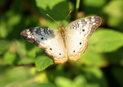White Peacock, Edinburg WBC