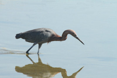 Reddish Egret,  Indian Point