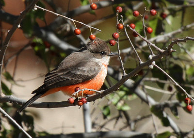 Vermillion Flycatcher, Rattlesnake Springs