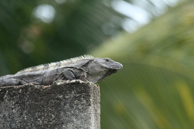 Iguana in Belize City