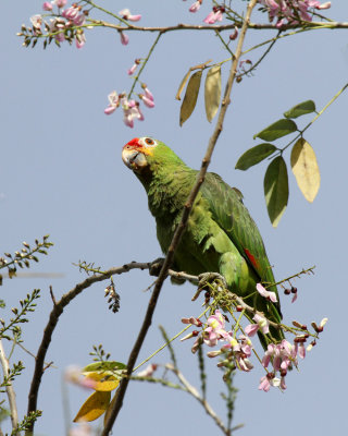 Red-lored Parrot 