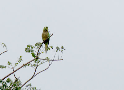Olive-throated Parakeet