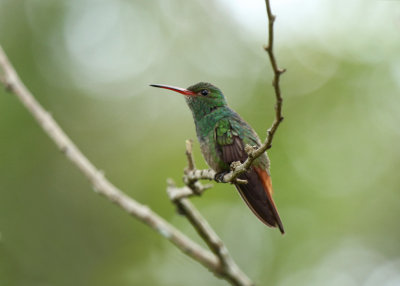 Rufous-tailed Hummingbird