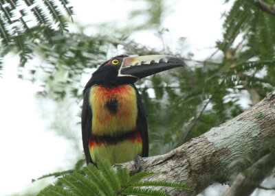 Collared Aracari