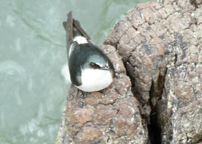 Mangrove Swallow