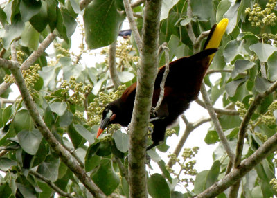 Montezuma Oropendola