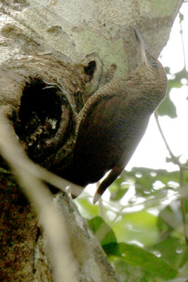 Northern Barred Woodcreeper