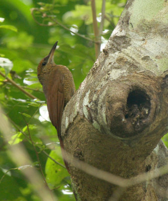 Northern Barred Woodcreeper