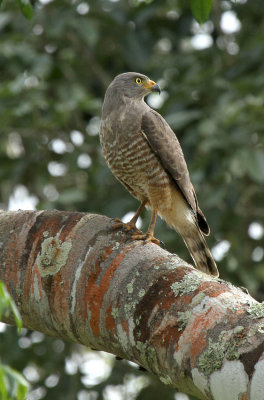 Roadside Hawk