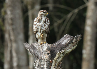 Broadwing Hawk, Immature