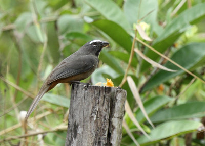 Buff-throated Saltater