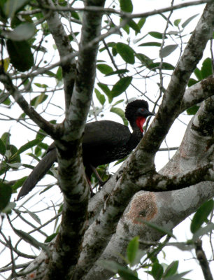 Crested Guan