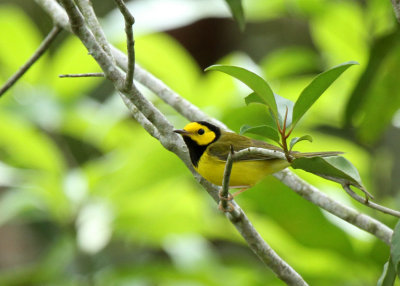 Hooded Warbler