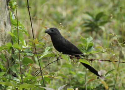 Groove-billed Ani
