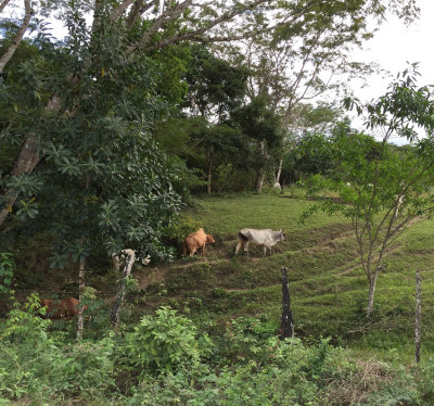Cayo, Belize