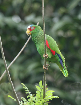 White-fronted Parrot