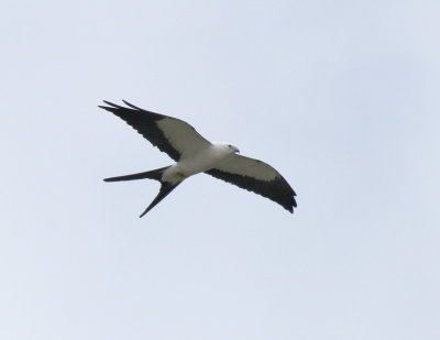 Swallow-tailed Kite