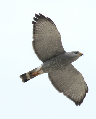 Gray Hawk