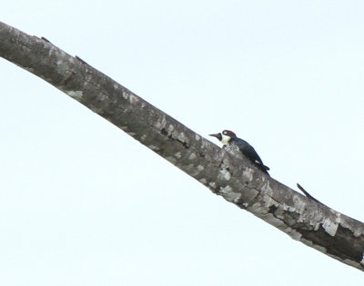 Acorn Woodpecker