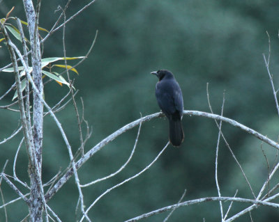 Melodious Blackbird at Falls