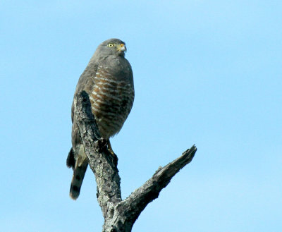 Roadside Hawk