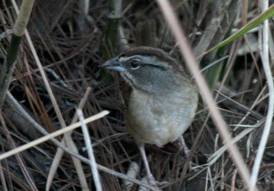 Rusty Sparrow