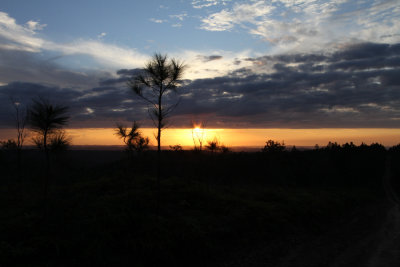 Sunset Pine Ridge Forest