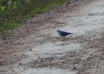 Blue Dove, Bocawina Road