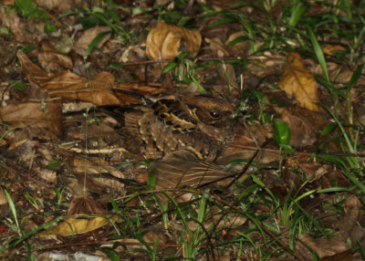 Common Paraque, Bocawina