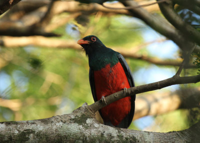 Slaty-tailed Trogan, Bocawina