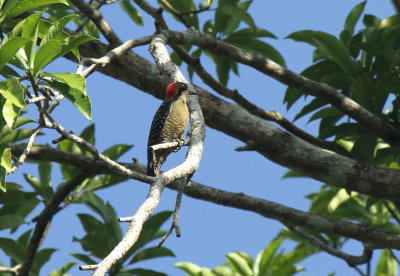 Black-cheeked Woodpecker, Bocawina