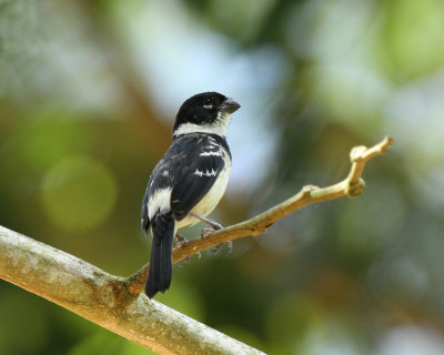 White-collared Seedeater