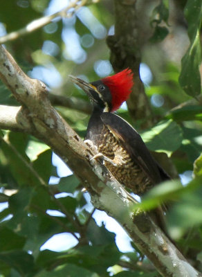 Lineated Woodpecker Bocawina