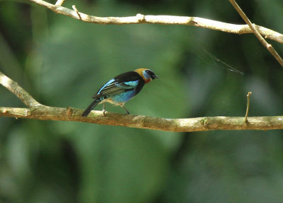 Golden-hooded Tanager