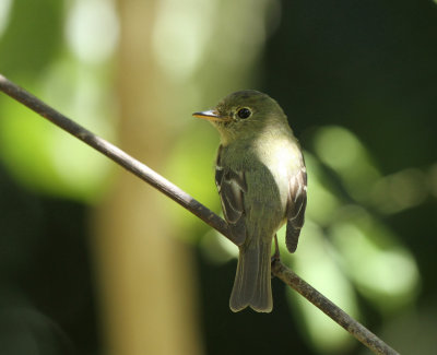 Least Flycatcher