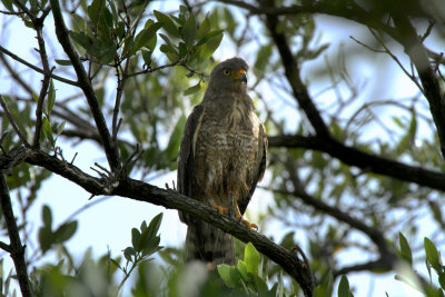 Roadside Hawk