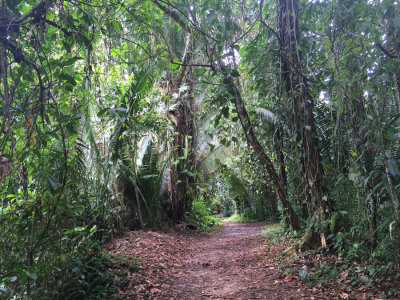 Trail at Cockscomb