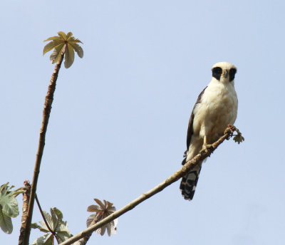 Laughing Falcon