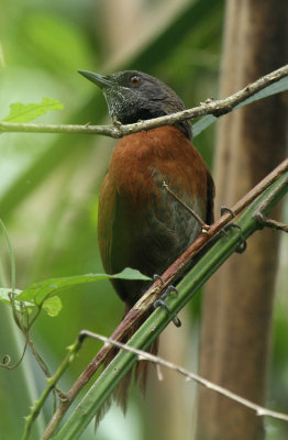 Rufous-breasted Spinetail, Cockscomb
