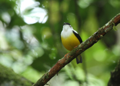 White-collared Manakin
