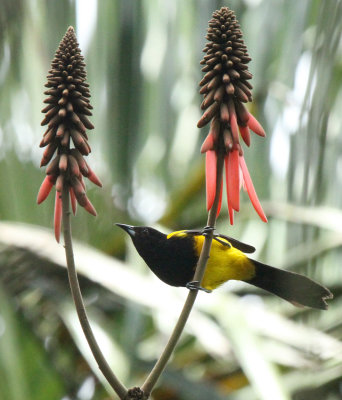Black-cowled Oriole, Blue Hole
