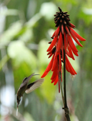 Long-billed Hermit