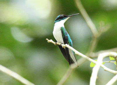 Purple-crowned Fairy