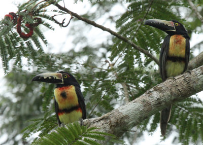 Two Collared Aracari