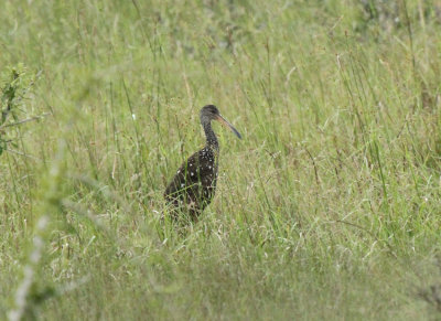 Limpkin
