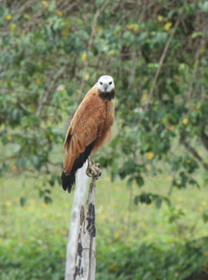 Black-collared Hawk