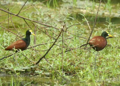 Northern Jacanas, Crooked Tree