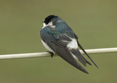 Mangrove Swallow