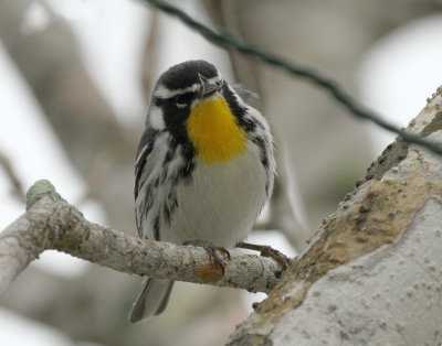 Yellow-throated Warbler